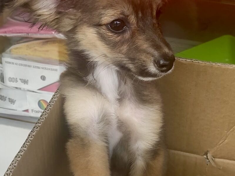TAQUITO