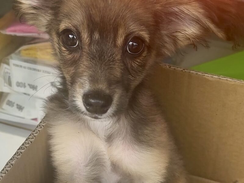 TAQUITO