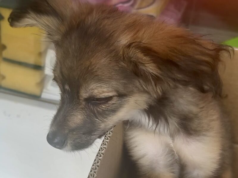 TAQUITO