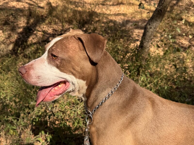 TYSON