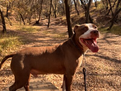 TYSON