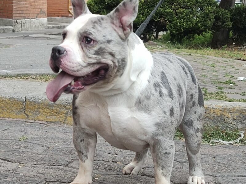 PRINCESA