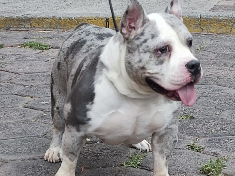 PRINCESA