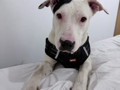 MATEO
