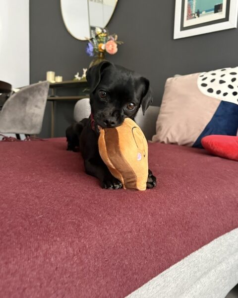 MOCHI