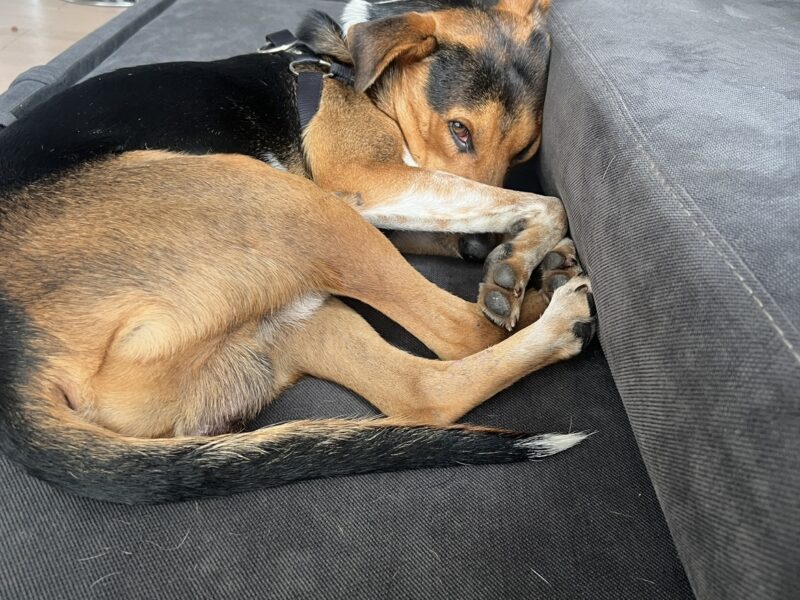 TAQUITO