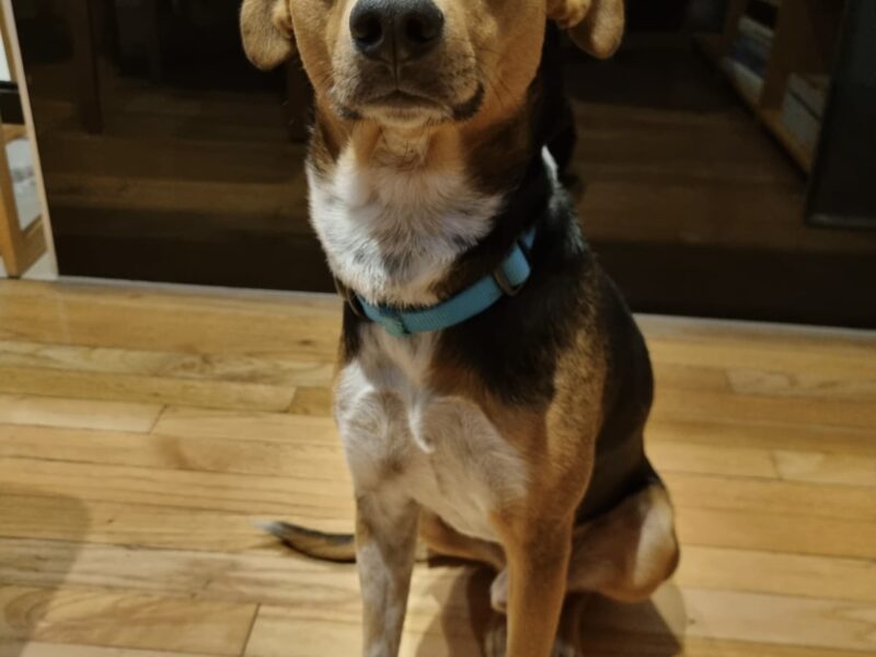 TAQUITO