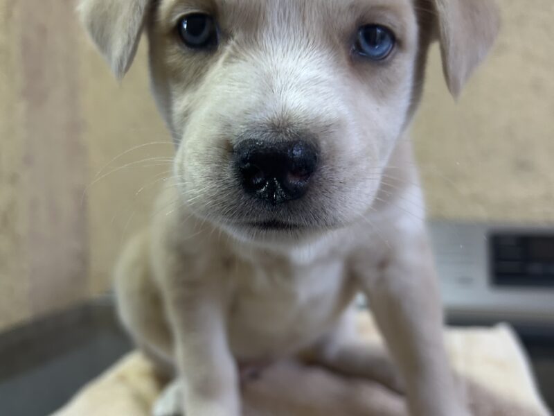 MISCHA