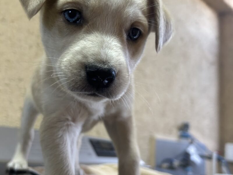 MISCHA
