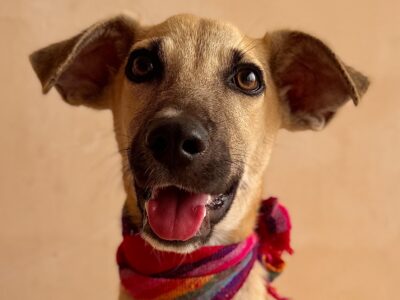 Bongo