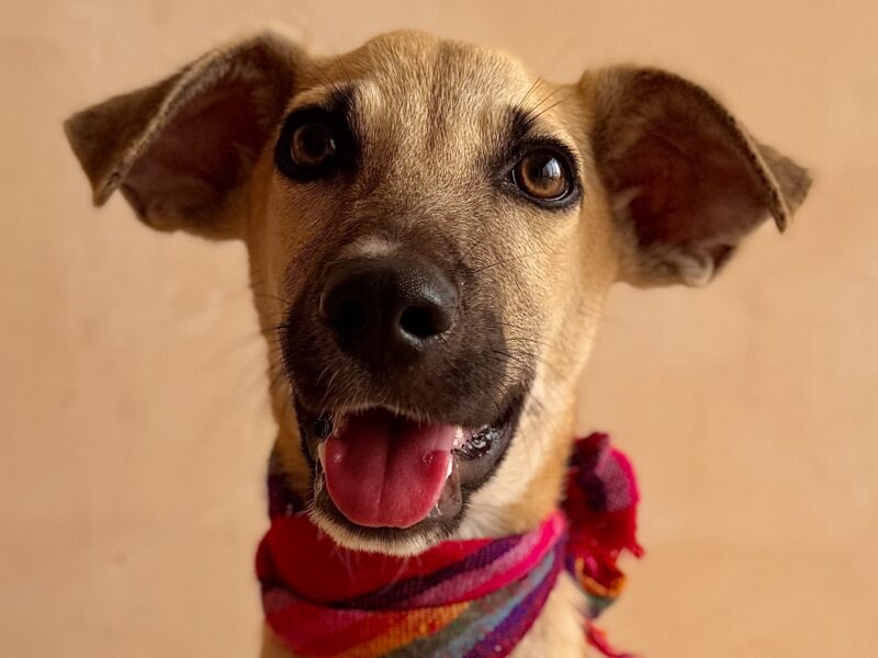 Bongo