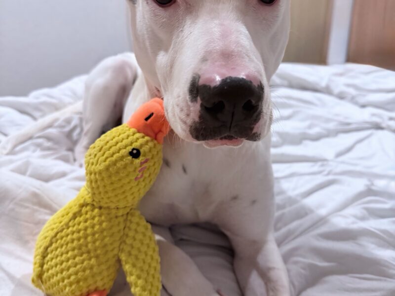 MATEO