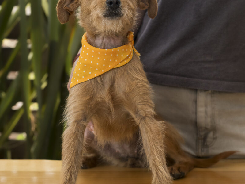 ZOE