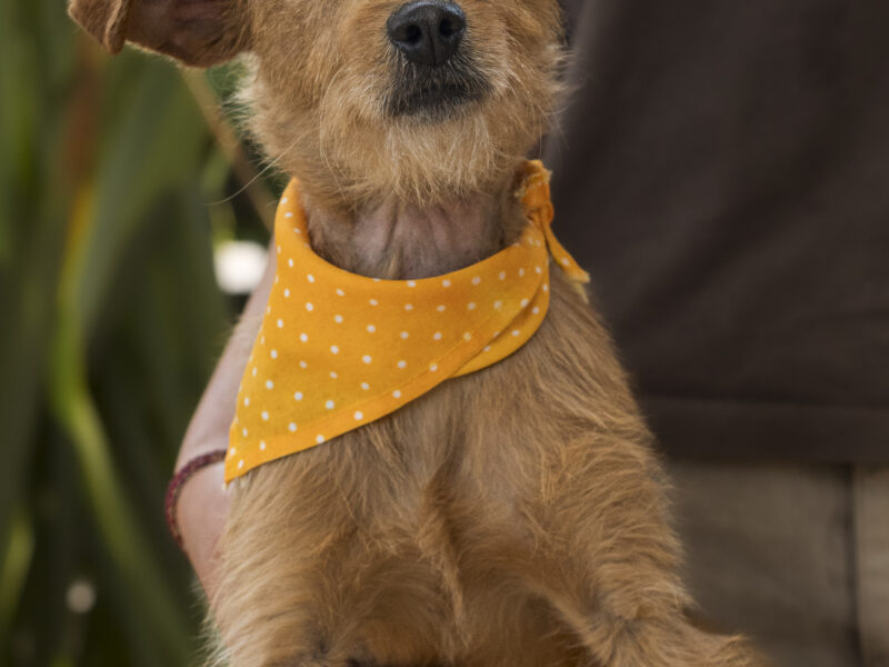 ZOE