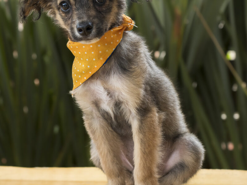 TAQUITO