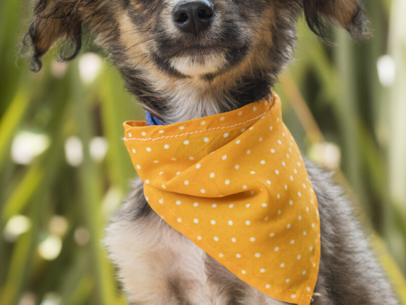 TAQUITO