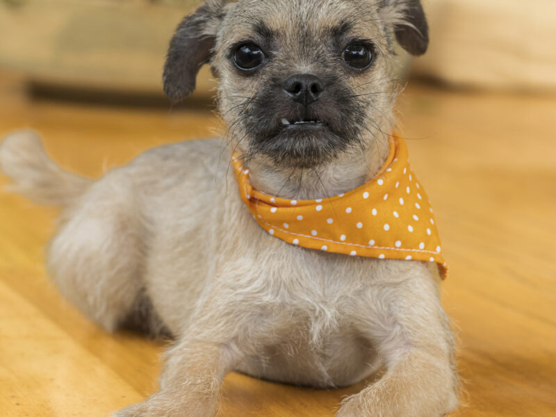 PEPA PEPPER