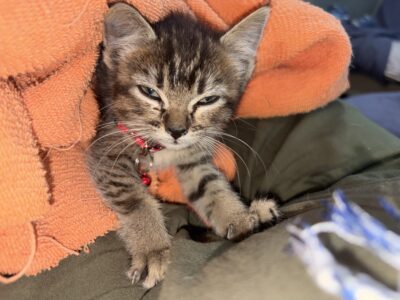 BELLACAT