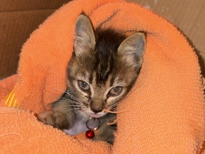 BELLACAT