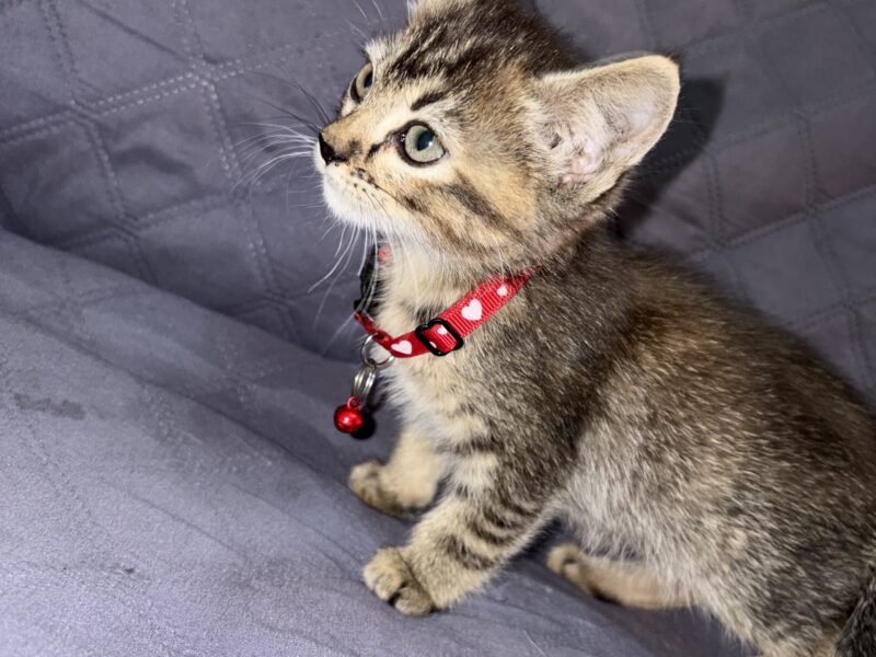 BELLACAT