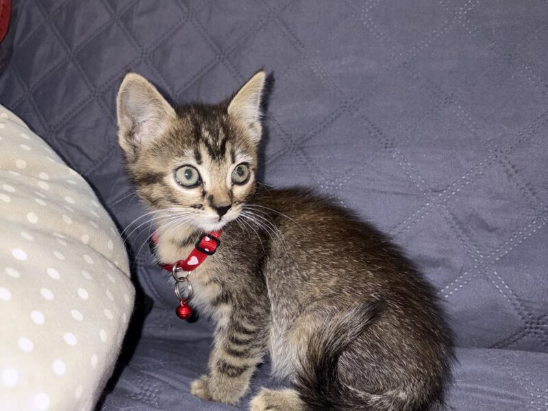 BELLACAT