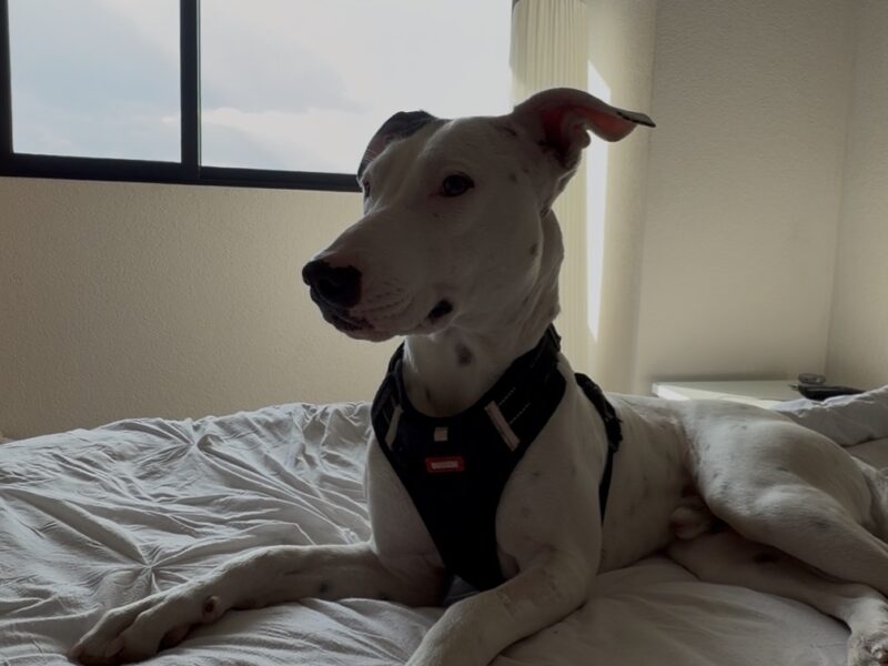 MATEO