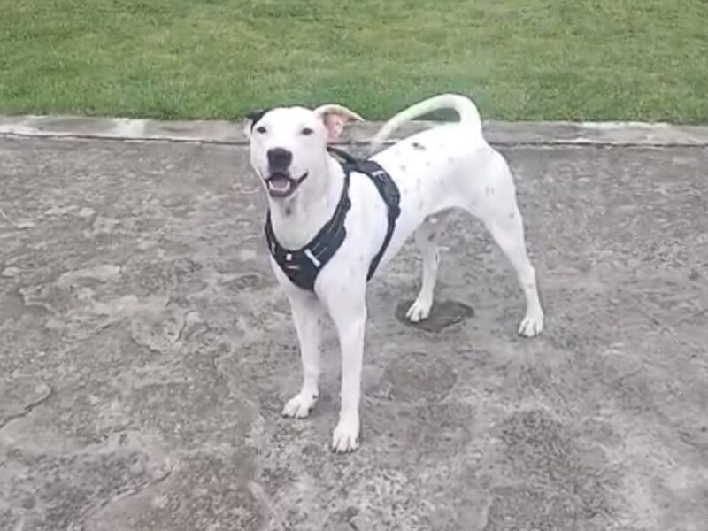 MATEO