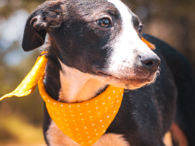 PIMIENTA