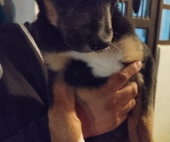 MOCHI
