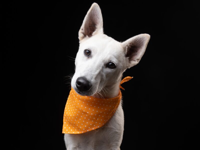 PERLA