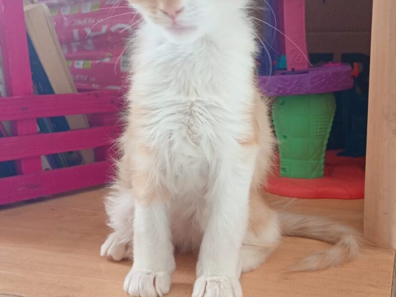 SIMBA