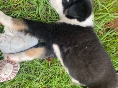 PANDITA