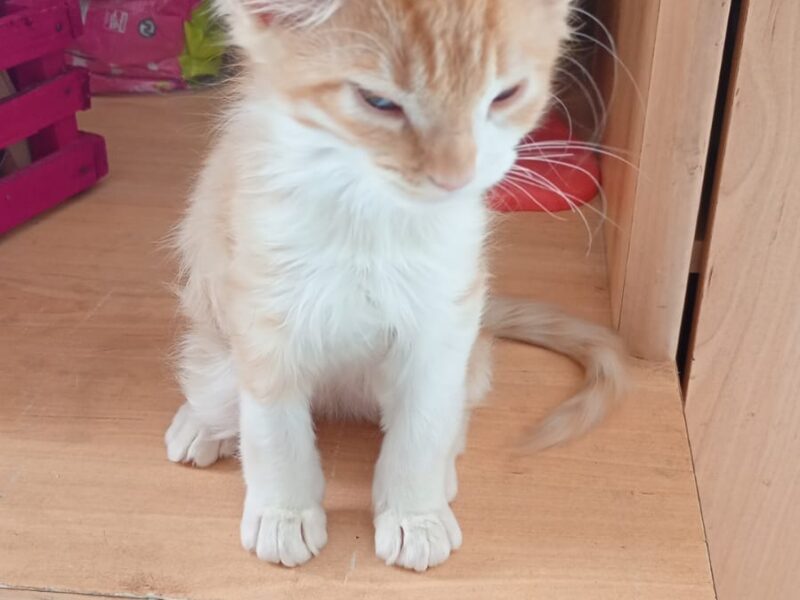 SIMBA