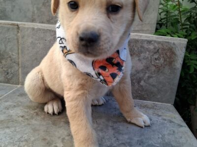 BABY