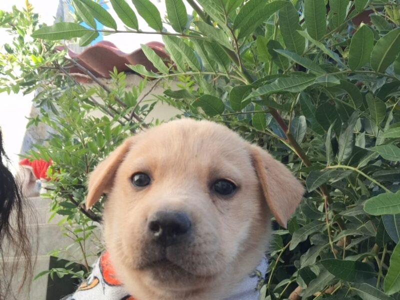 BABY