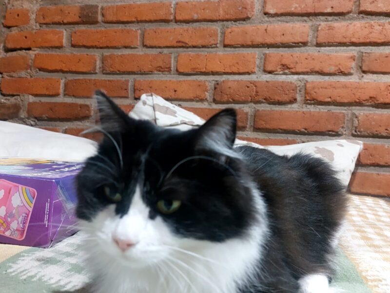 CHOPA