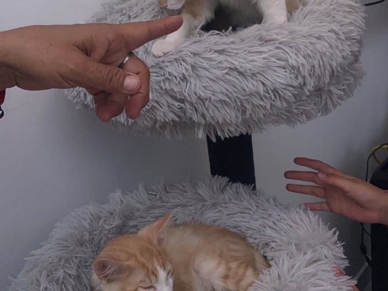 SIMBA