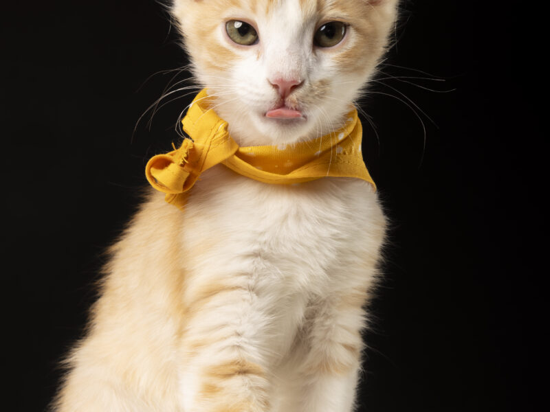 SIMBA