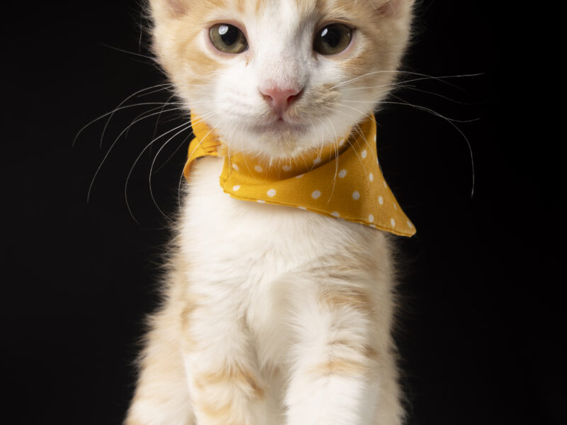 SIMBA