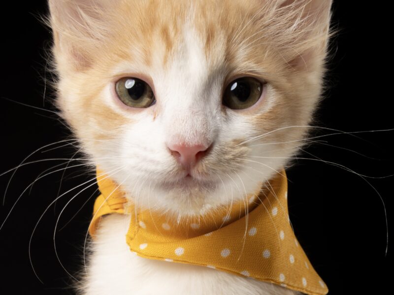 SIMBA