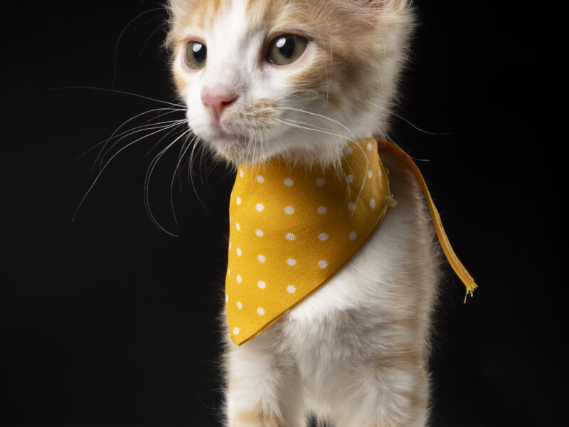 SIMBA