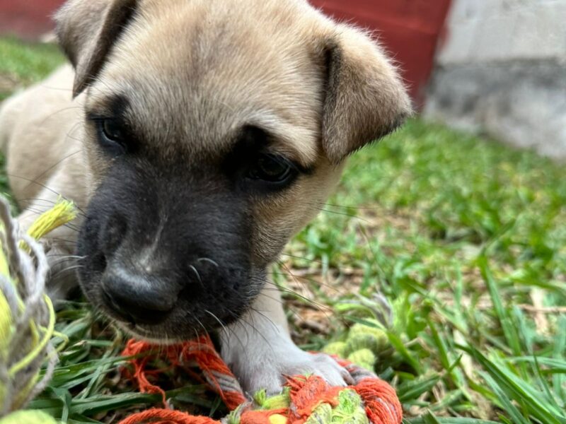TOMY