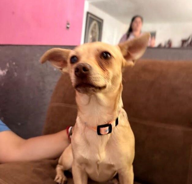 ZOEI