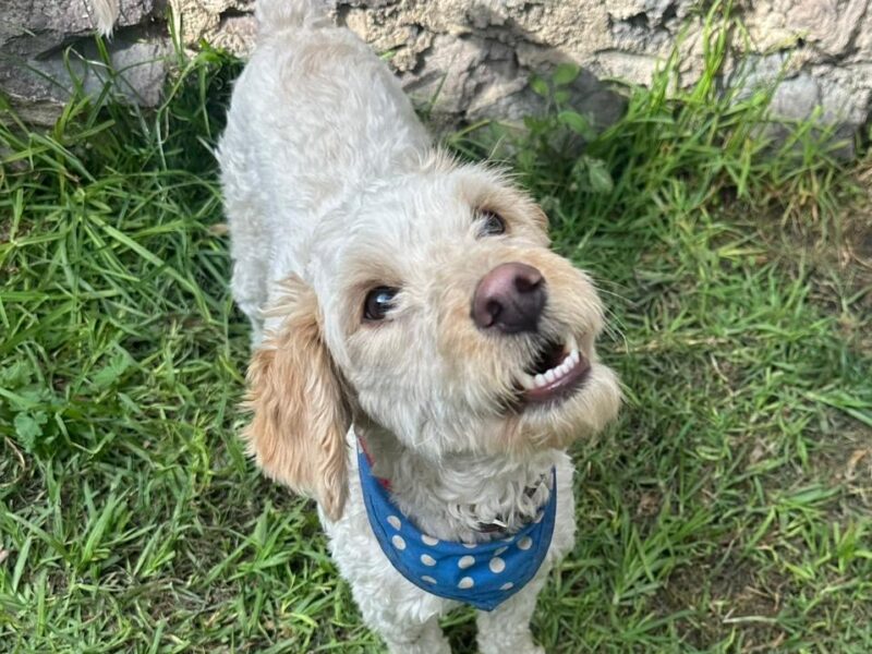 MATEO