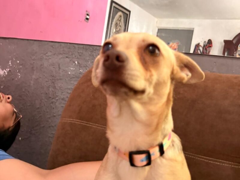 ZOEI