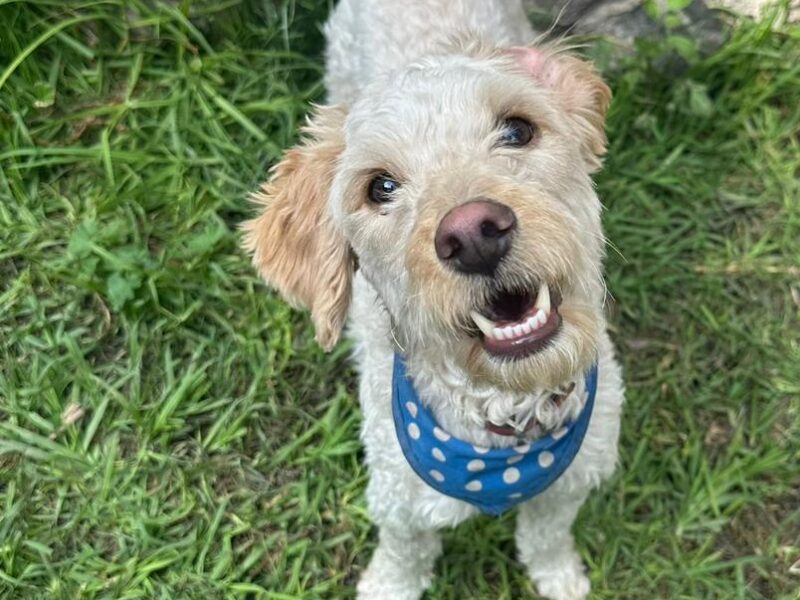MATEO
