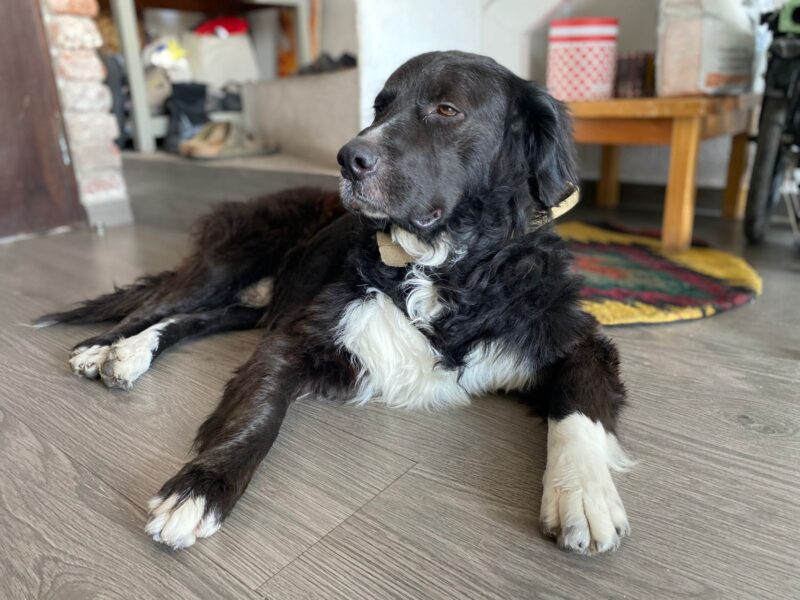 OREO