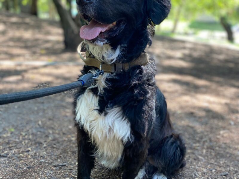 OREO