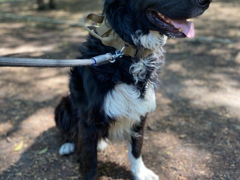 OREO