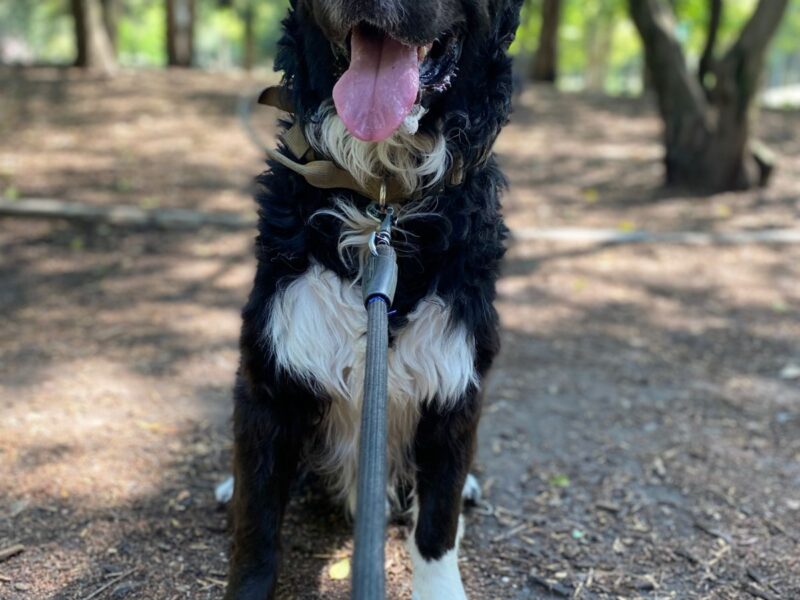 OREO